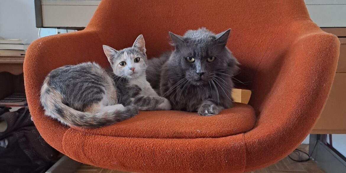 Music For Cats